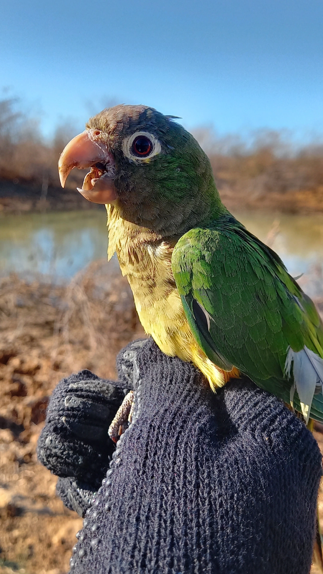 Ave registrada durante atividade de monitoramento de fauna.