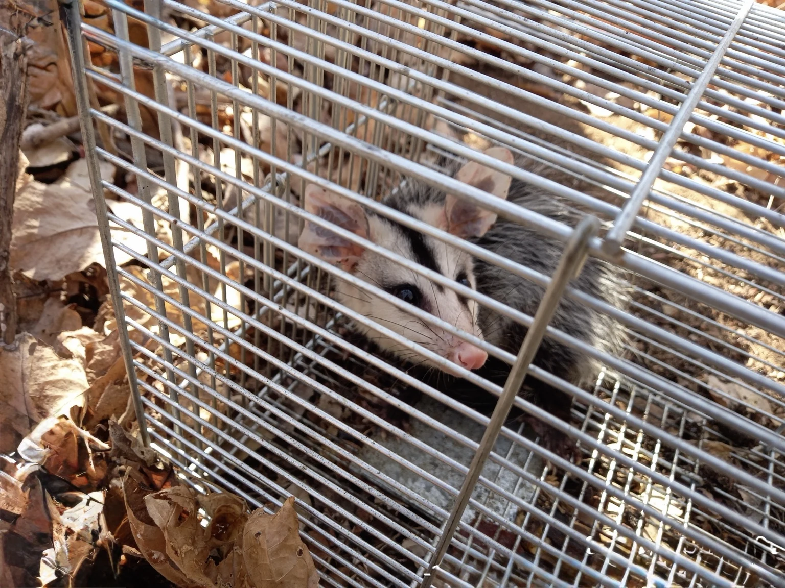 Pequenos mamíferos registrados em armadilha de captura viva durante atividade de monitoramento de fauna.