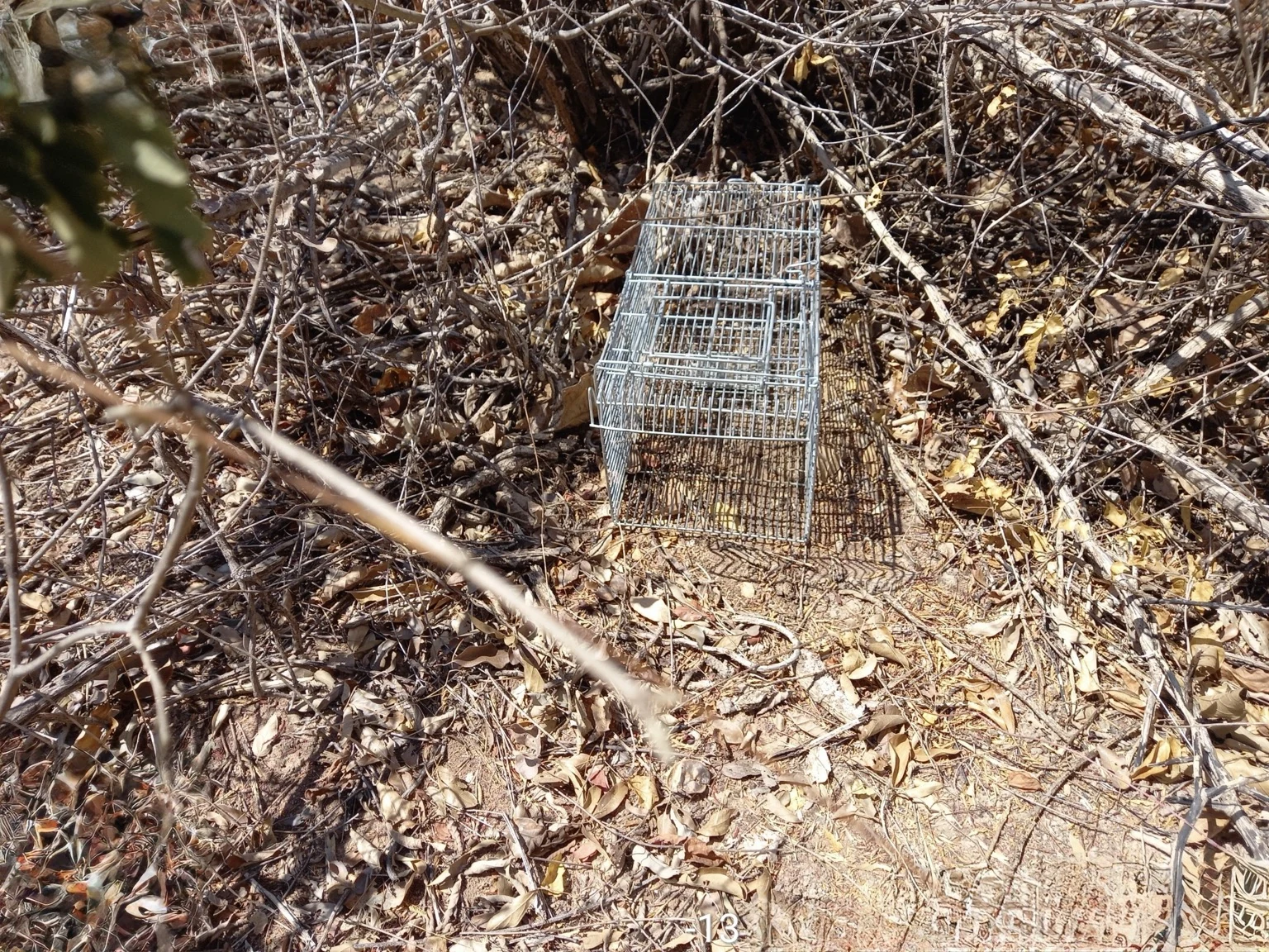 Armadilha de captura viva instalada em ambiente natural durante monitoramento de fauna.
