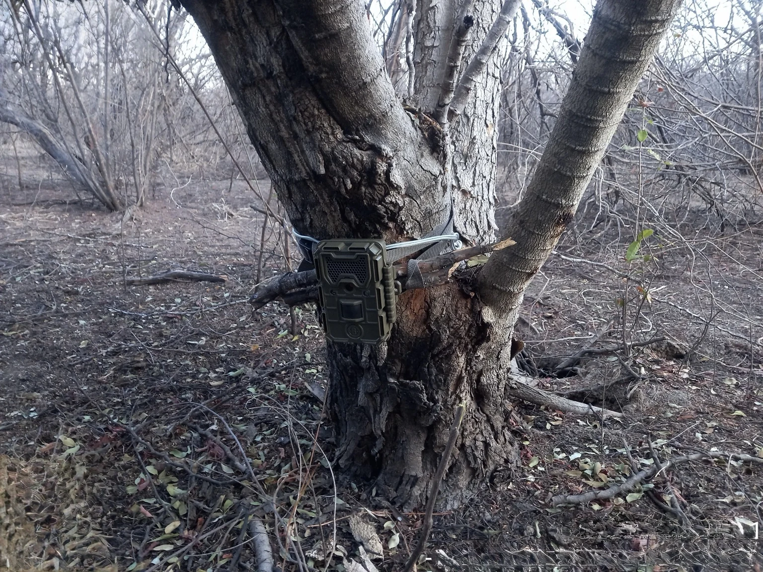 Câmera de monitoramento instalada em árvore para registro de fauna silvestre.