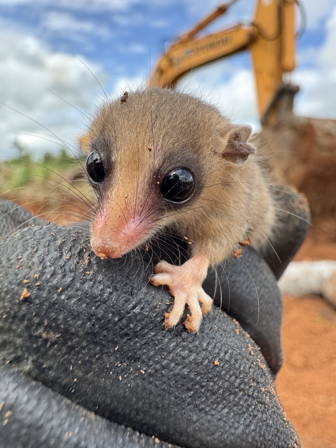 Pequeno mamífero registrado durante atividade de manejo de fauna em campo.