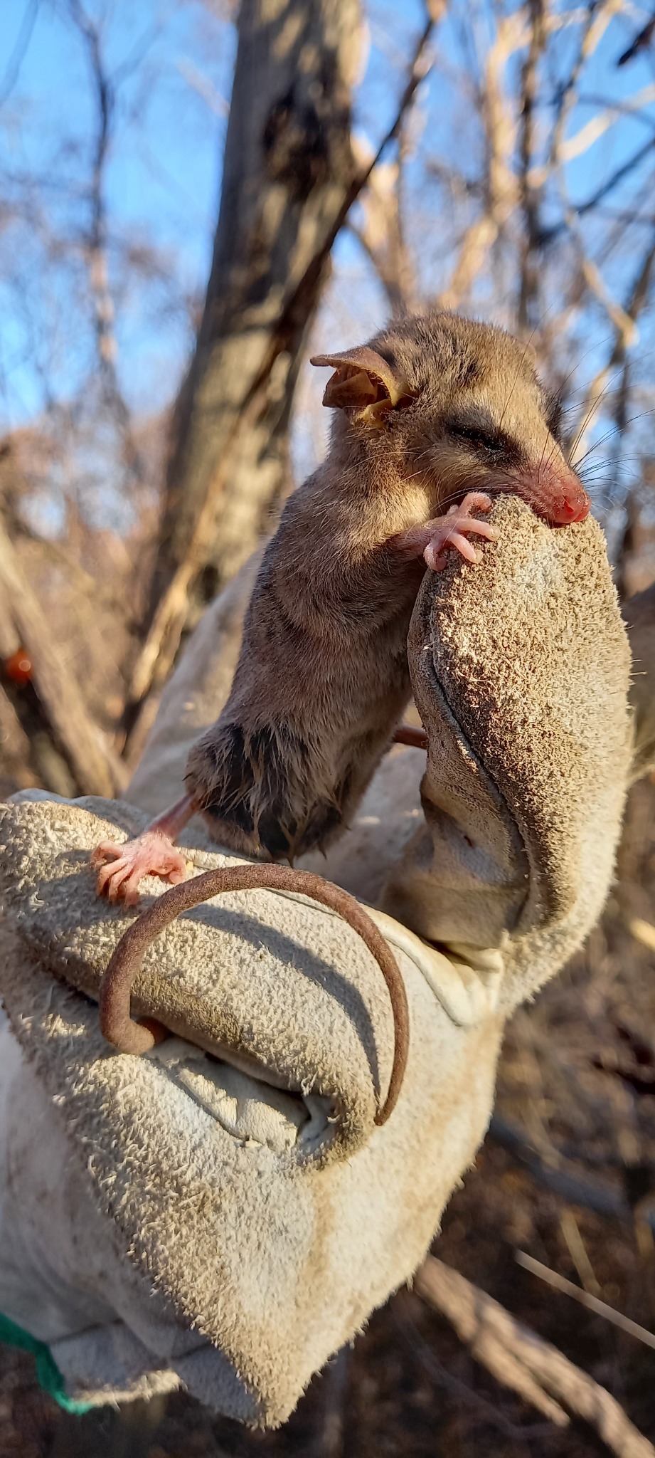 Pequeno mamífero registrado durante atividade de manejo de fauna em campo.