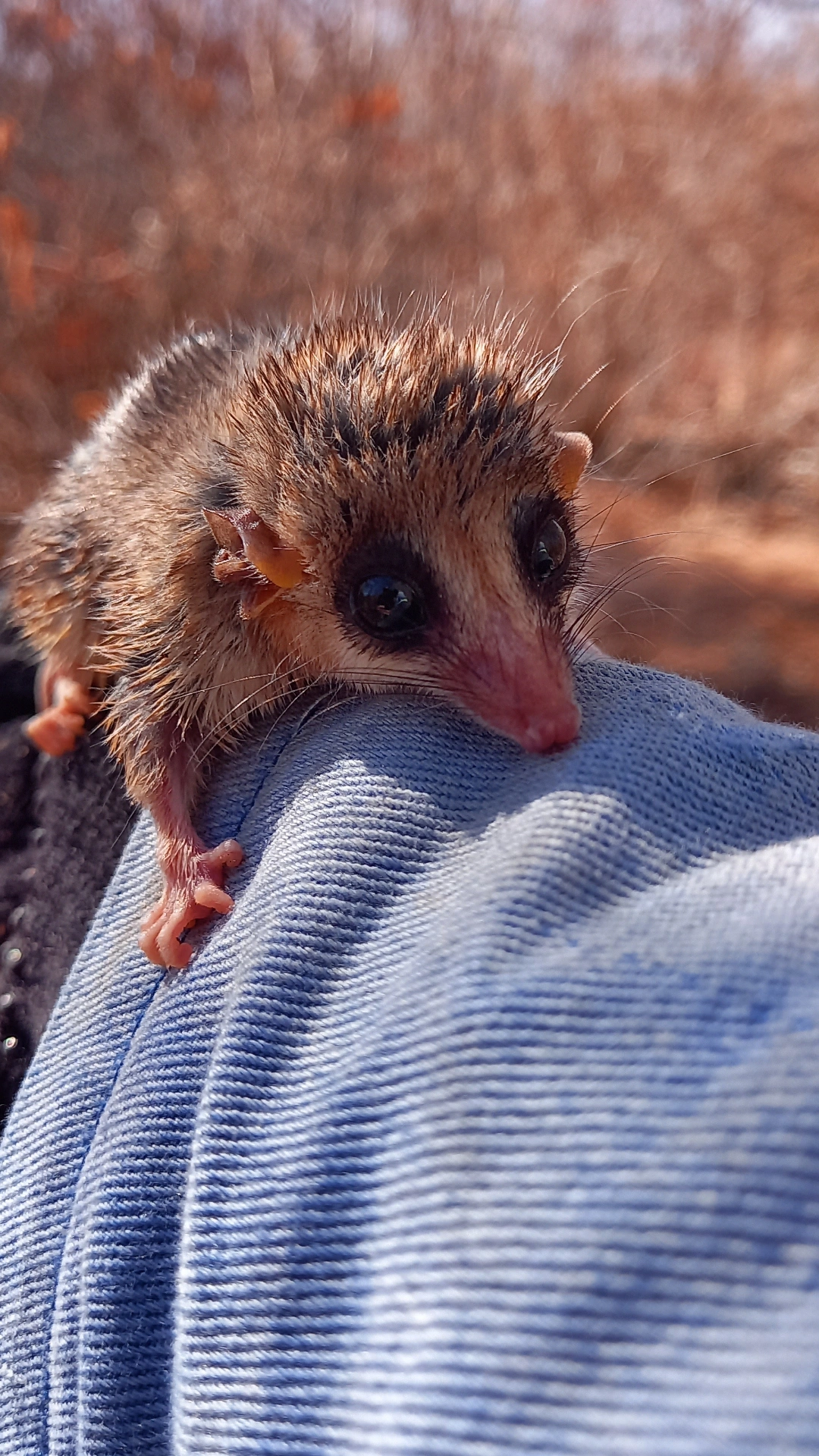 Pequeno mamífero registrado durante atividade de monitoramento de fauna em campo.