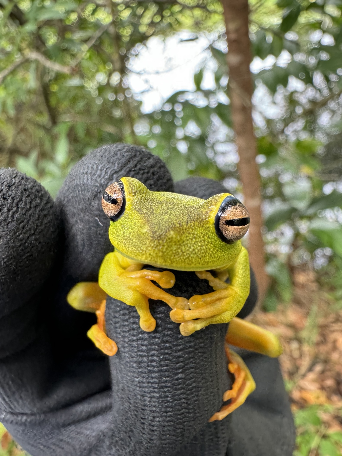 Anfíbio registrado durante atividade de manejo de fauna.