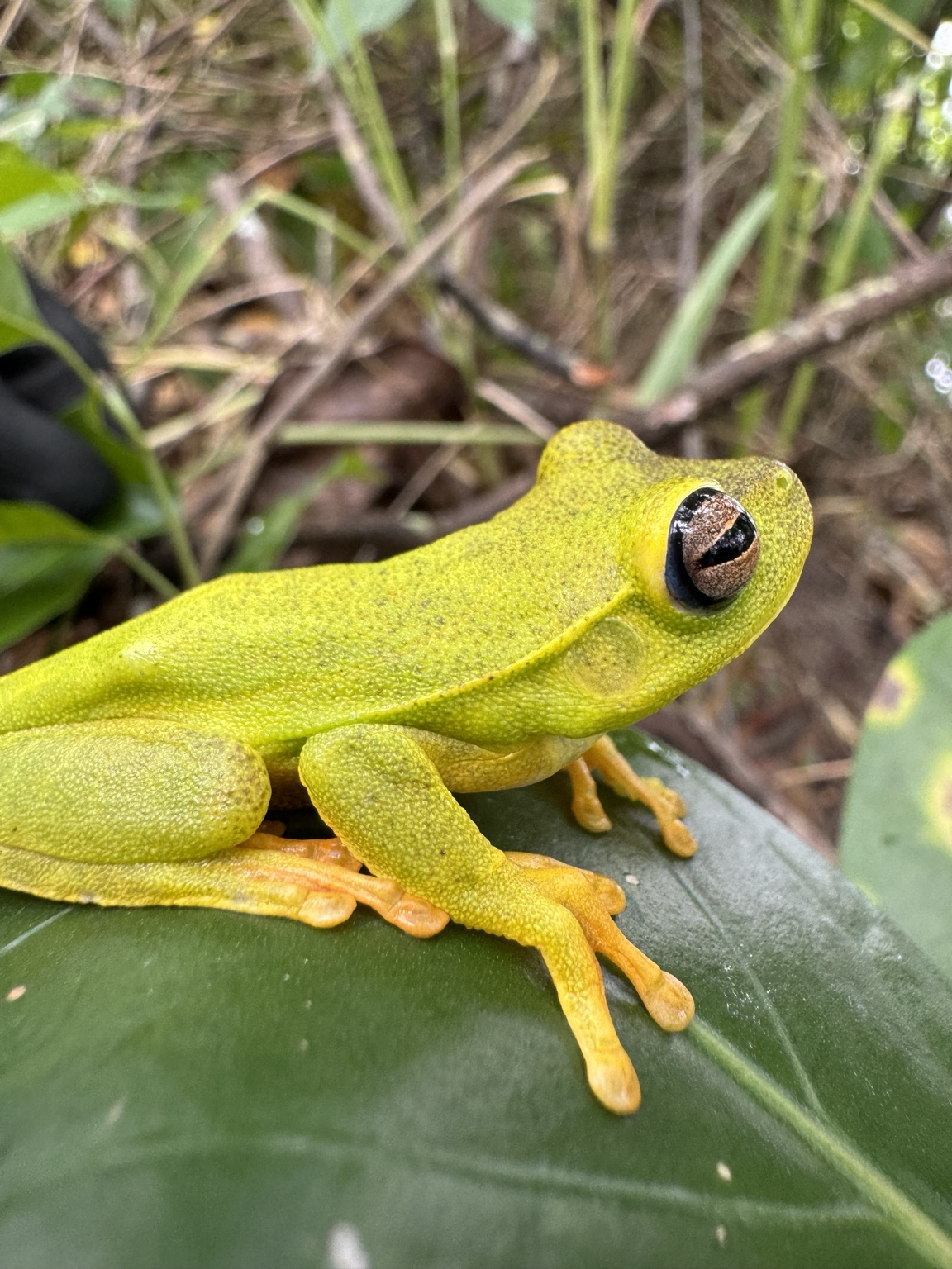 Anfíbio registrado durante atividade de monitoramento de fauna em campo.