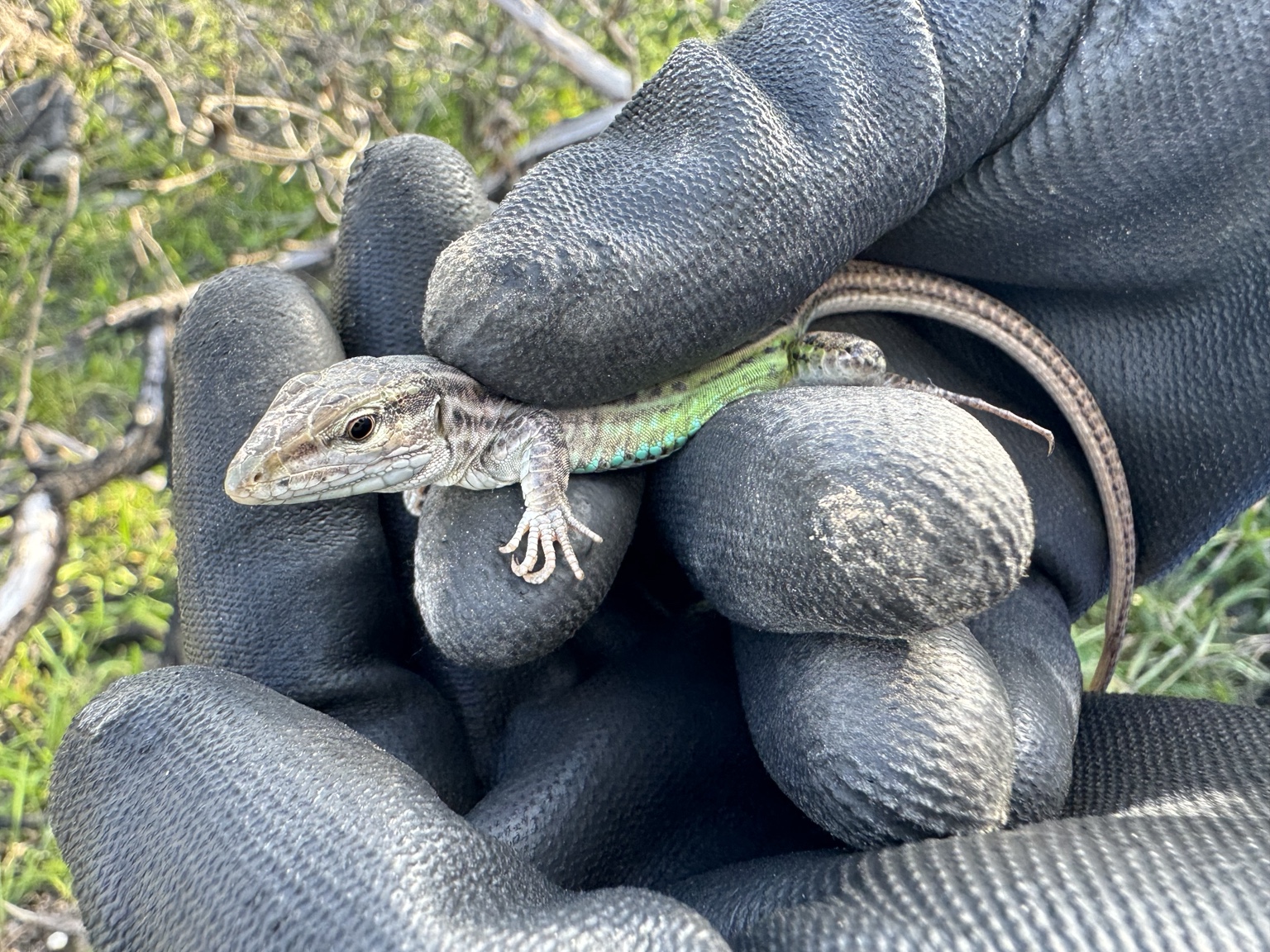Réptil registrado durante atividade de manejo de fauna em campo.