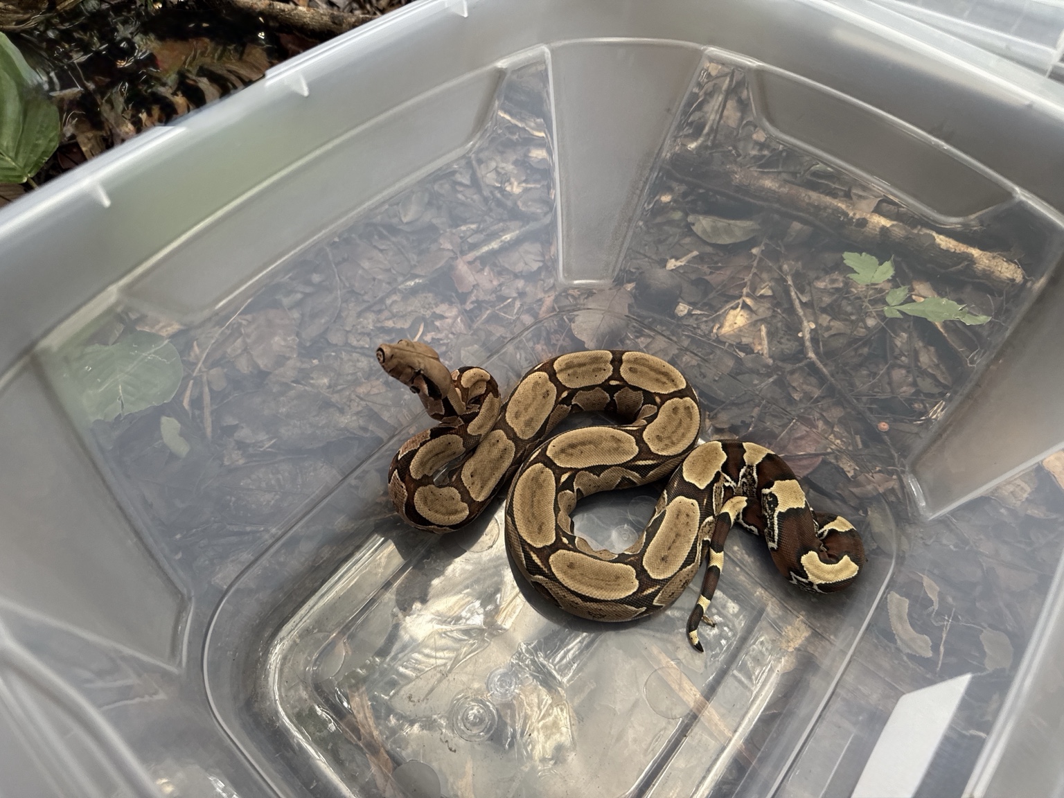 Serpente acondicionada temporariamente em recipiente durante atividade de manejo de fauna.