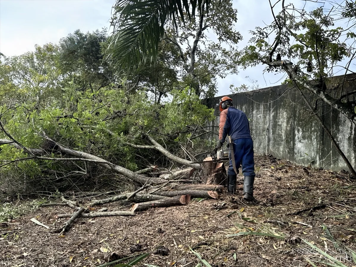 Atividade de supressão vegetal em campo com operador de motosserra.