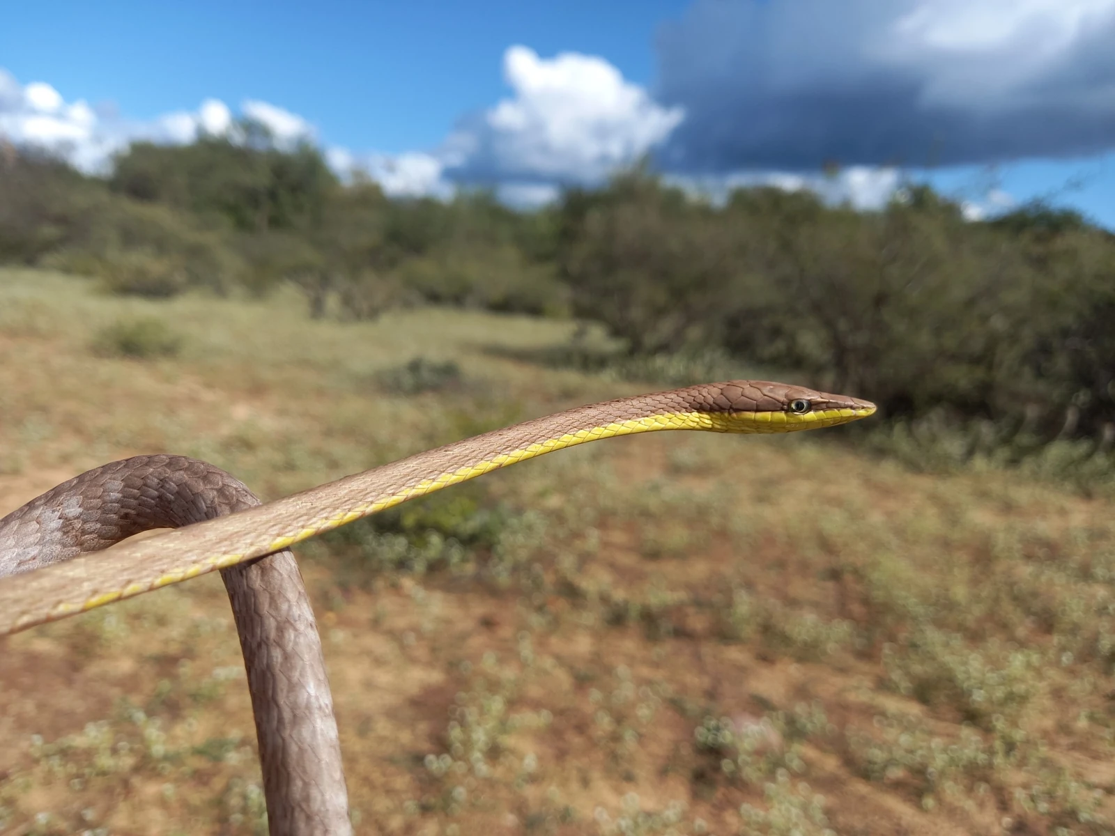 Serpente registrada durante atividade de manejo de fauna silvestre em campo.